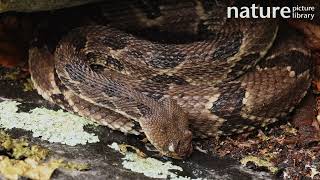 Timber rattlesnake Crotalus horridus drinking during rainstorm Maryland USA [upl. by Wolcott530]