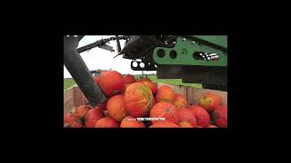 pumpkin 🎃 field harvesting process  pumpkin seeds  Harvesting process [upl. by Mellins]