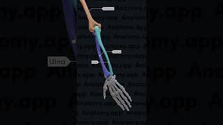 Biomechanics of the upper limb pronation and supination [upl. by Evod]