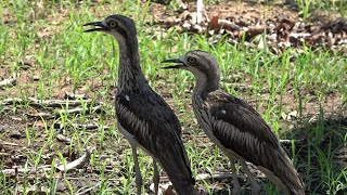 Bush Thickknees Birds of Australia [upl. by Elvah]