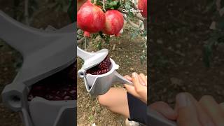 Pomegranate juice 🧃 trendingshorts fruit recommended [upl. by Scoles157]