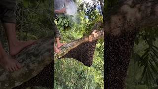 Bee Hive bee honey tree villagelife world music [upl. by Zarger]