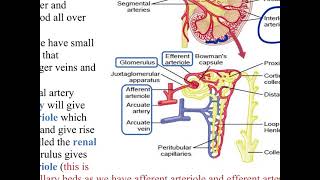 Renal physiology lecture 1 part 2 [upl. by Waldron]