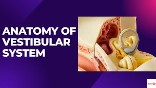 ANATOMY OF VESTIBULAR SYSTEMWHAT ARE SEMICIRCULAR CANALSVESTIBULAR DISORDERS [upl. by Hinson]