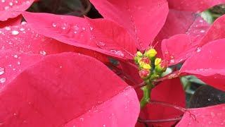 poinsettia plant how to grow complete inflammation 🌿🌿 [upl. by Eledoya]