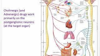 Nursing Pharmacology Chapter 12 Cholinergic Drugs ANS [upl. by George]