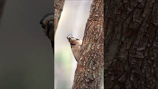 Woodpecker birdhanter bird youtubeshorts foryou woodpecker birds nature [upl. by Mendelsohn]