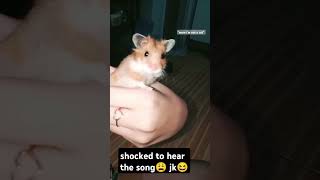 shocked hamster😩😁 so cuteee😍adorablehamster cutebaby viralvideo foryou funny [upl. by Jordana]