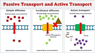 Passive transport  Simple diffusion  Facilitated diffusion  Active transport [upl. by Titania]