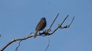 Dunnock UK Wildlife [upl. by Tadeas]