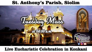 Tuesday Konkani Mass Live at 800am 05th Nov 2024  St Anthonys Church Siolim [upl. by Aretak761]