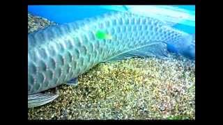 Jardini Pearl Arowana from Above [upl. by Srevart379]