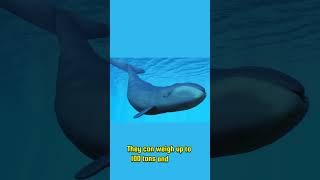 Bowhead Whale The Arctic Giant You Didnt Know About bowheadwhale whales sealife [upl. by Anniala]