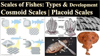 Scales of Fishes  Placoid Scale  Development of Placoid Scale  Cosmoid Scales  Scales of Pisces [upl. by Ecined]