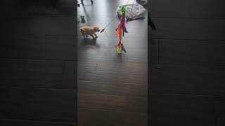 Cute maltipoo playing amp the mensa in the background with different shoes ADHD problems [upl. by Behl]