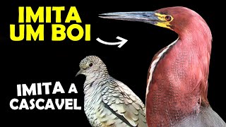 AVE COM CANTO ESTRANHO que IMITA BOI  ROLINHA IMITA COBRA beijaflor  Curiosidades sobre aves [upl. by Kayle]