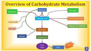 1 Overview Carbohydrate Metabolism  Carbohydrate Metabolism1  Biochemistry NJOY Biochemistry [upl. by Nired289]