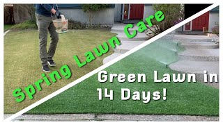 Spring Lawn Care  Green Lawn in just 14 Days [upl. by Dnomal292]