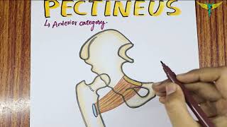 Pectineus Muscle  Origin  Insertion  Hand Drawn Diagram  Nerve Supply  Actions [upl. by Iggam]