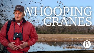 85 Discovering Alabama Whooping Cranes [upl. by Llednav]