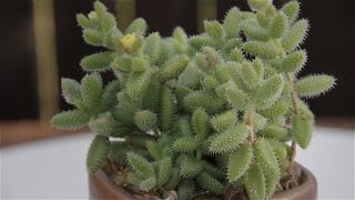 Delosperma echinatum quotPickle Plantquot [upl. by Merrielle]