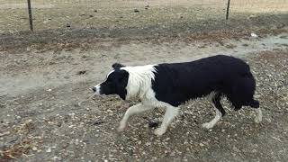 Sherlock Border Collie stalking goats [upl. by Davidson]