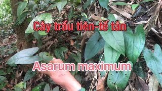 Cây trầu tiênhoa tiên tế tân  Asarum maximum  loài cây dược liệu quý có thể bạn chưa biết [upl. by Tita]