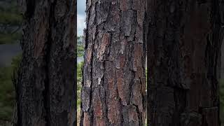 📸Bosque de coníferas forest nature forestry trees mountains sky [upl. by Herrle]