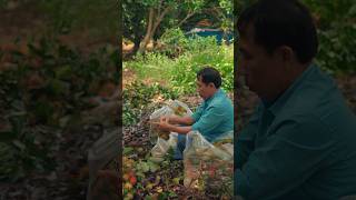 Harvest Thai Rambutan short rambutan harvesting [upl. by Liagiba]