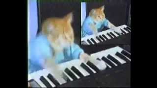 Keyboard Cat ZONE 【レッドゾーン】 [upl. by Latvina]