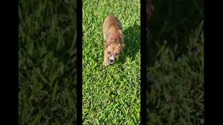 Elodie Pls subscribe and like 👍 canecorso fypシ゚ viralvideo [upl. by Ecirtra]