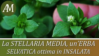 Erbe spontanee commestibili la Stellaria media o centocchio  Fitoalimurgia Orto e Cucina [upl. by Chevy]