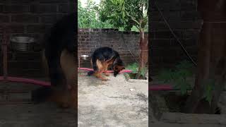 Cherry  Dog Training  doglover viralvideo keepsupporting [upl. by Moyra256]