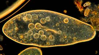 Amazing Microscopic HD Video Paramecium Feeding [upl. by Eilrebma]