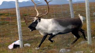 Samiska nationalsången  the Sámi Nationalanthem [upl. by Navetse]