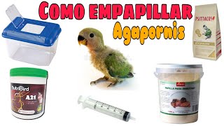 Las 4 COSAS que nadie te dice EMPAPILLAR AGAPORNIS loros periquitos agapornis papilleros [upl. by Pentheas]