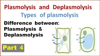 Plasmolysis and deplasmolysis  Types of plasmolysis  Difference between plasmolysis deplasmolysis [upl. by Rexford]