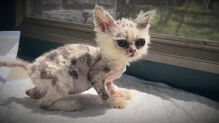 The miraculous transformation of a kitten that looks like an alien  you must see it until the end [upl. by Ches]