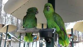 YellowNaped Amazon Parrots Talking like an Old Married Couple [upl. by Eneja]