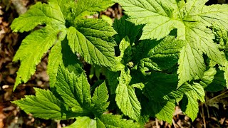 Planting Back Goldenseal [upl. by Algar]