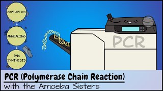 PCR Polymerase Chain Reaction [upl. by Lenaj572]