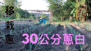 移栽三星蔥【很棒的種蔥神器】輕鬆種出30公分長蔥白 [upl. by Marras503]