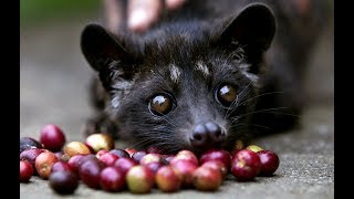 Musang Pandan  Asian palm civet [upl. by Ahsatsan]