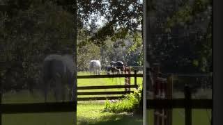 farmlife horses naturebeauty 🦋Hope View Farm🦋 Felix and Mac best buddies ♥️ [upl. by Ynnattirb]