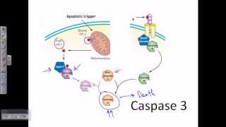 Caspase 3  caspase cascade apoptosis [upl. by Acissej]