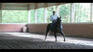 Gaited Horse Dressage Lateral cues in gait [upl. by Proudlove]