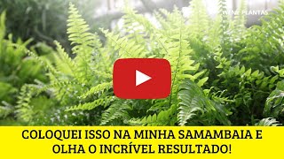 🪴 ESSE É O MELHOR ADUBO PARA SAMAMBAIA SEM GASTAR 1 REAL  CASEIRO E ORGANICO  wenyplantas [upl. by Leisam318]