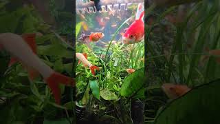 Tetras added to planted aquarium with Goldfish [upl. by Cusack]