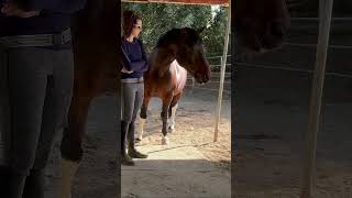 Clicker training sessions with our biggest dog clickertraining horse horsetraining [upl. by Racso]