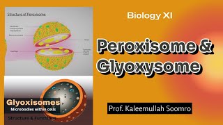 Peroxisome amp Glyoxysome  XI Biology [upl. by Adnilemre]